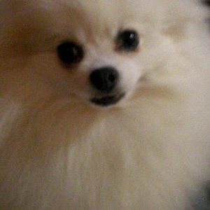 Meet your Posher, Ann